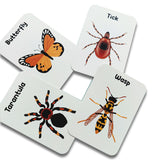 ZOOPLAY Insect Flash Cards- Pack of 24