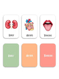 ILEARNNGROW Body Parts Flash Cards for kids learning, Educational Activities, Learning About the Body, Human Body, Body Identification - PyaraBaby