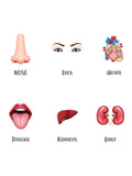 ILEARNNGROW Body Parts Flash Cards for kids learning, Educational Activities, Learning About the Body, Human Body, Body Identification - PyaraBaby