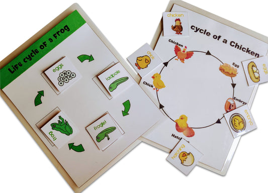 ZOOPLAY 4 Lifecycle Activity
