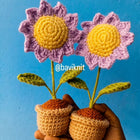 Purple Sunflower