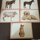 Early Learning Flashcards & Spiral Book Set 
