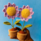 Purple Sunflower