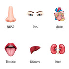 ILEARNNGROW Body Parts Flash Cards for kids learning, Educational Activities, Learning About the Body, Human Body, Body Identification - PyaraBaby