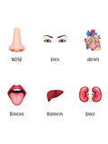ILEARNNGROW Body Parts Flash Cards for kids learning, Educational Activities, Learning About the Body, Human Body, Body Identification - PyaraBaby